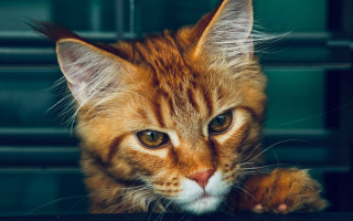 Furry cat orange carlos animal - the table top free wallpaper