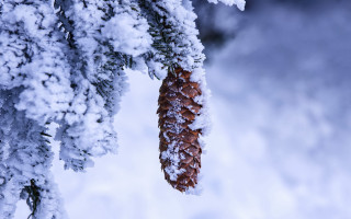 Pine cone snow ice branches - snow and ice free wallpaper