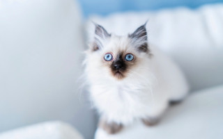 White cat blue eyes couch 2 - a small kitten free wallpaper