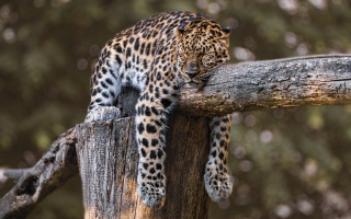 Leopard tree branch looking paw - the distance free wallpaper