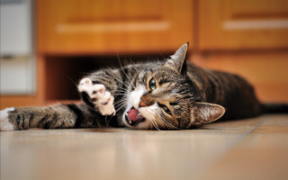 Cat blurry sharp claws blue - its paw free wallpaper