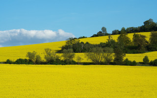 Yellow flower field trees clouds - the distance free wallpaper for desktop