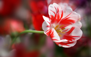 Red white flower green stem 3 - betty merken free wallpaper