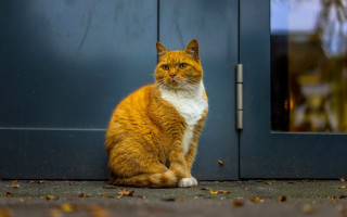 Cat blurry outdoor photorealistic door - the ground in front free wallpaper