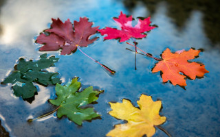 Leaves floating blue water droplets - water droplet free wallpaper
