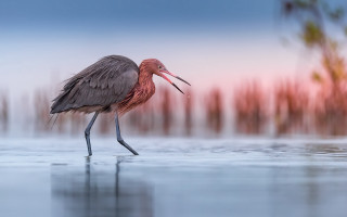Long beak bird water open - its beak open free wallpaper
