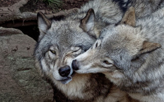 Gray wolves head rubbing furry - closed free wallpaper