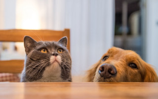 Cat dog table awe blurry - the camera man free wallpaper