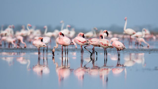 Flamingos reflection outdoor wildlife ecological - arie smit free wallpaper for desktop