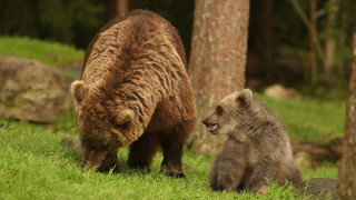 Bear cub grass trees rocks - free animals wallpaper