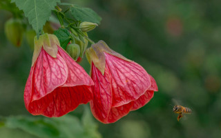 Bee flower hovering leaf macro - stem free wallpaper
