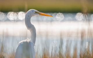 White bird long neck tall - impressionist free wallpaper
