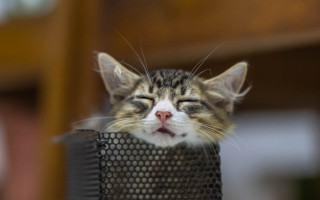 Cat sleeping mesh basket blurry - eye free wallpaper