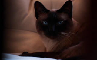 Siamese cat blue eyes couch - blue eye free wallpaper