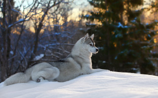 Husky snowy woods winter nature - the background and a sun free wallpaper