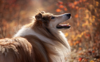 Dog autumn leaves blurry fire - its mouth free wallpaper