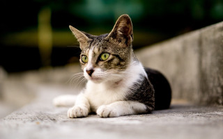 Serious cat green eyes shallow - serious free wallpaper