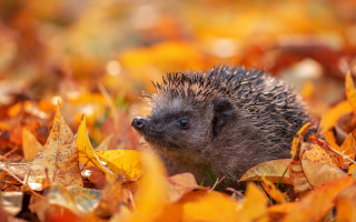 Hedgehog fall leaves smiling nature - naturalism free wallpaper