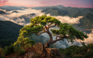 Mountain tree clouds sunset forest - choi buk free wallpaper for desktop