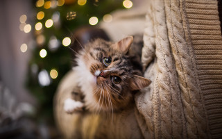 Cat christmas couch bokeh photoshop - bokeh free wallpaper