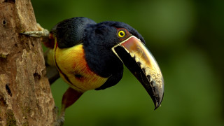 Colorful bird long beak tree - clovis trouille free wallpaper