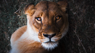 Lion closeup grass tree naturalism - dennis ashbaugh free wallpaper for desktop