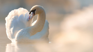 Swan swimming beak wings open - a swan free wallpaper