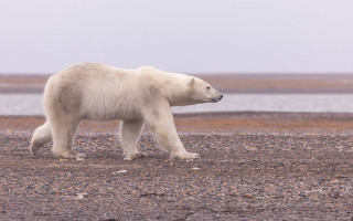 Polar bear beach water ecological - sandy free wallpaper
