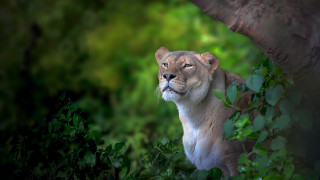 Lion sad portrait wildlife nature - wildlife photography free wallpaper for desktop