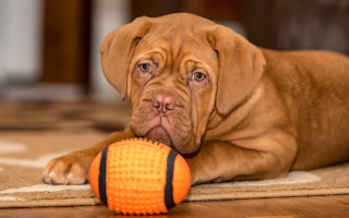 Dog toy floor photorealistic hyperrealism - a dog free wallpaper