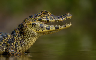 Alligator floating open teeth gradient - its mouth open free wallpaper