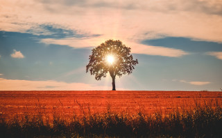 Lone tree field sunset clouds 6 - a lone tree in a field free wallpaper