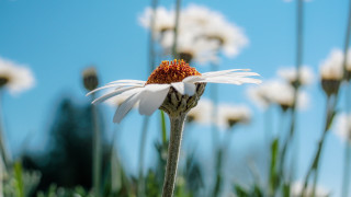 Flower sky white blurry bokeh - a few white flower free wallpaper