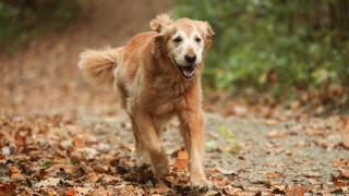 Dog autumn leaves forest motion - a dog free wallpaper