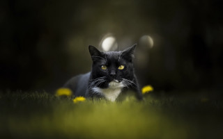 Black white cat yellow eyes 13 - a black nose free wallpaper