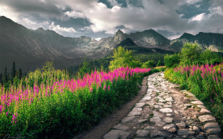 Mountain path flower field cloudy - a path free wallpaper