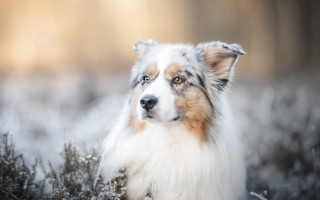 Dog snow grass blurry background - a character portrait free wallpaper