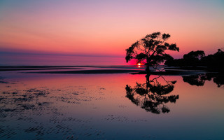 Tree reflection sunset beach pink - a photo free wallpaper