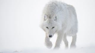 White wolf snow winter closed - one paw free wallpaper