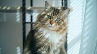 Regal cat shadow window photorealistic - renaissance free wallpaper