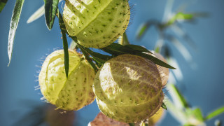 Fruit leaf sky macro blurry - ecological art free wallpaper for desktop