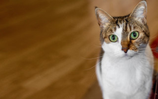 White cat green eyes shallow - elke vogelsang free wallpaper