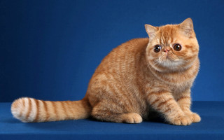 Cat blue background white border - a portrait free wallpaper