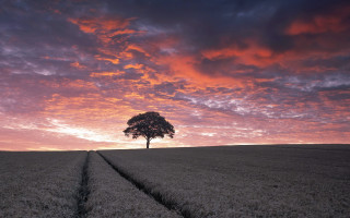 Lone tree field sunset pink - a lone tree free wallpaper