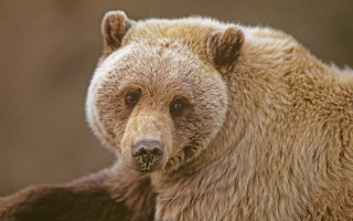 Brown bear sad look furry - his face and chest free wallpaper