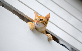 Cat stretching window shilhouette animal - the viewer free wallpaper