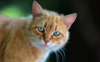 Blue eyed cat wolf glowing - the background and a blurry background free wallpaper