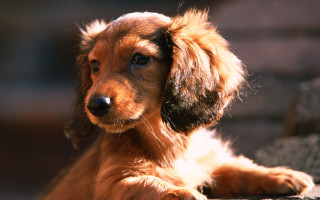 Brown dog stone floor brick - a brown dog free wallpaper