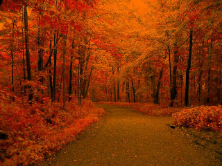 Forest path trees leaves yellow - a yellow sky free wallpaper