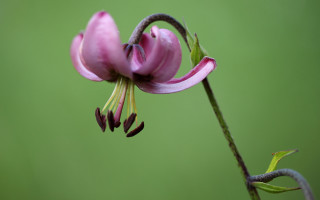 Pink flower green background macro 7 - this image free wallpaper